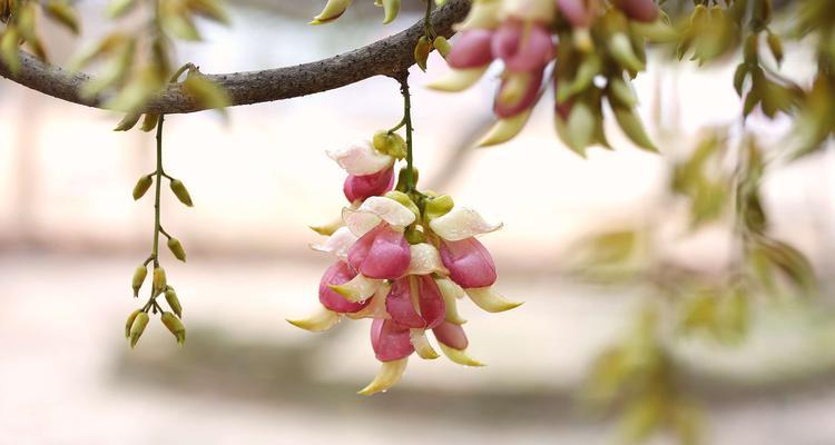 二月开的是什么花（盘点八种二月代表性的花）