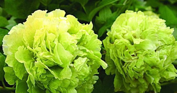 如何栽牡丹才好（牡丹花种植方法与技巧）