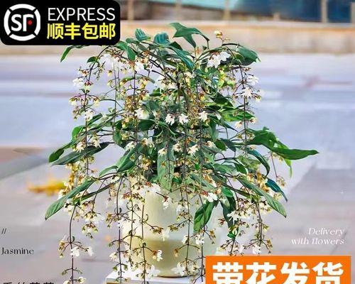 盆栽茉莉花怎么养殖（茉莉花盆栽的养殖方法分享）
