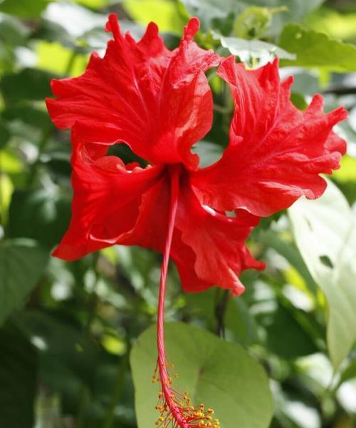 扶桑花怎样养才能枝繁叶茂（扶桑花养护小妙招）