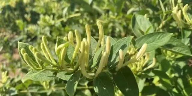 金银花移栽怎么修剪（金银花修剪方法图解）