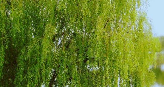 柳树怎么播种的（柳树播种方法及时间）