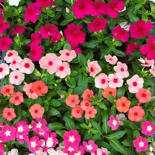 一年四季都开什么花（盘点七种四季常开的花卉）