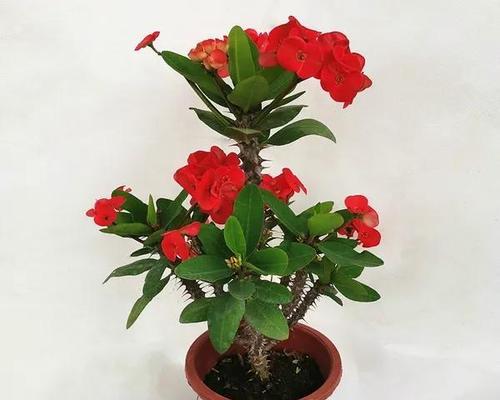 一年四季都开什么花（盘点七种四季常开的花卉）