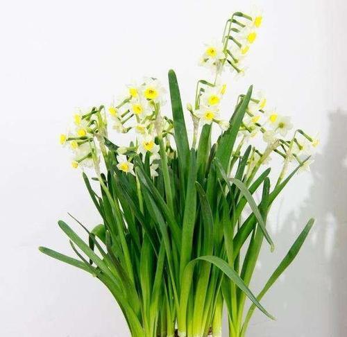 水仙花的栽培方法是什么（描述水仙花的正确养法）
