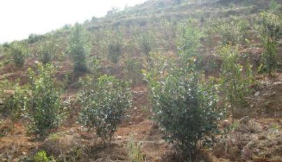 油茶树种植技术要求（详解油茶树栽培管理）