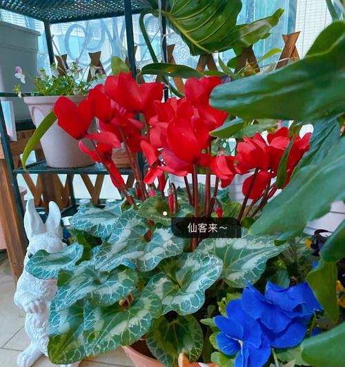 年宵花卉有什么花（十大客厅最吉利的花）