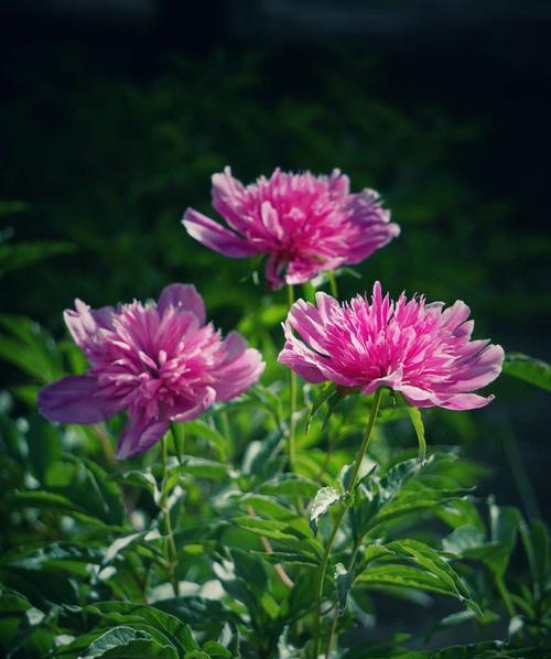 六月有什么花开（六月的代表花介绍）