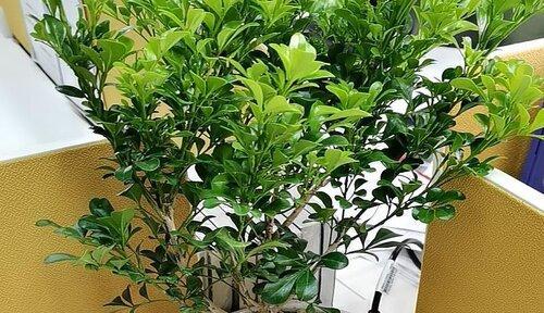 米兰花怎样种植（米兰花的种植方法和注意事项）