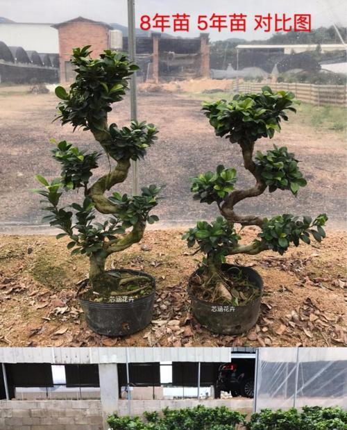 小叶榕树的特点是什么（描述小叶榕树资料）