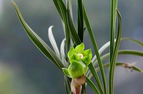 新手怎么种兰花（兰花种植方法与技巧）
