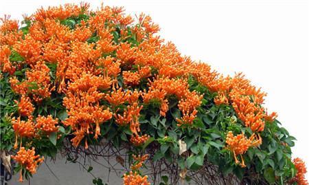 炮仗花小苗多久开花（炮仗花栽培技术）