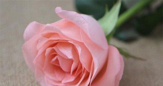 花语之爱——以百合的花语为主题（传递爱意的百合）