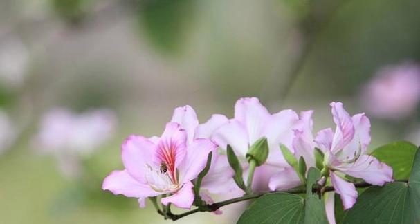 花开思念，以百合为主题的花语文章（传递思念之情）