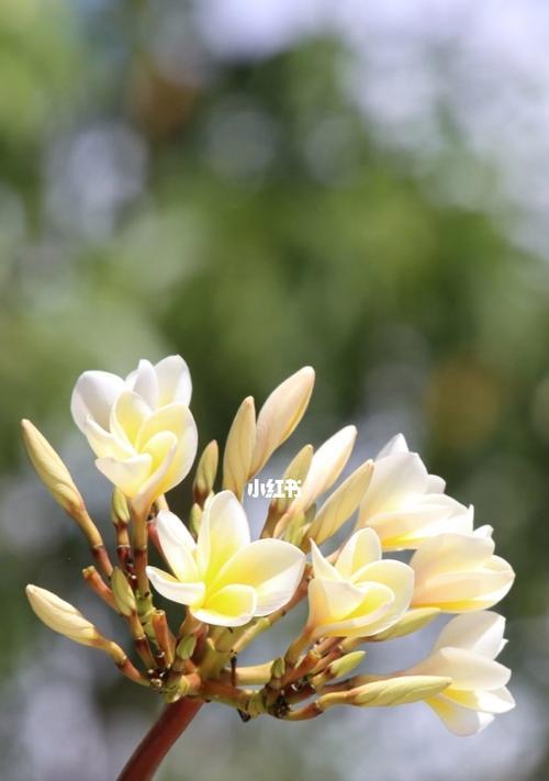 以菊花为主题的新生花语（菊花代表新生）