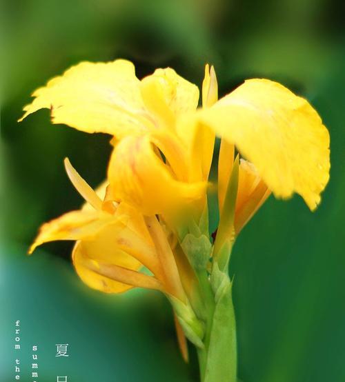 以菊花为主题的新生花语（菊花代表新生）