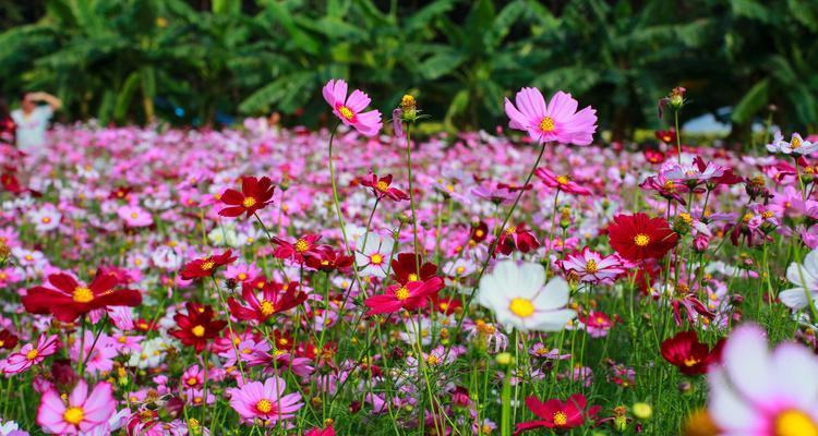 幸福之花——以康乃馨的花语为主题（传递幸福的象征）