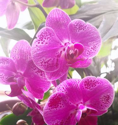 幸福之花——以康乃馨的花语为主题（传递幸福的象征）