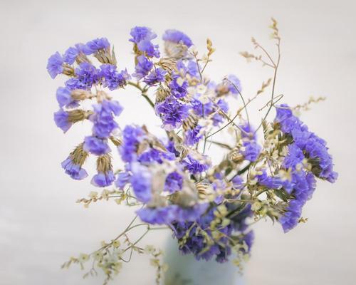 花语幸运之花（以四叶草为主题的花语）