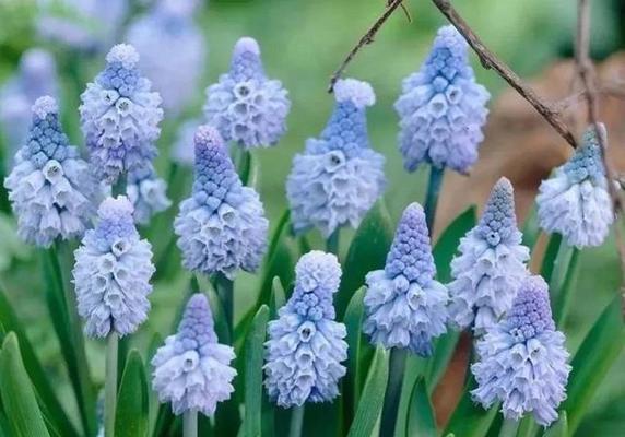虚伪之花（揭开花语背后的虚伪面纱）