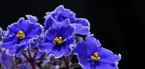 永恒的守护——以百合花为花语的主题文章（传递永恒守护之情——探寻百合花语的深意）