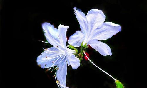 永远快乐——探索以菊花为主题的花语（秋日之美）