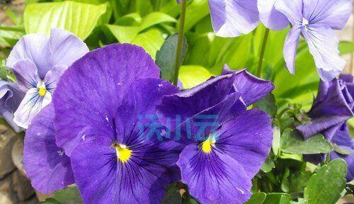 永远快乐——探索以菊花为主题的花语（秋日之美）