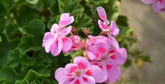 用花语祝愿早日康复（以何种花的花语能够传达早日康复的祝福）