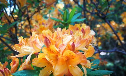 以红玫瑰花为主题的花语文章（花语传递的忠诚与坚定）