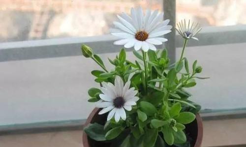 花开忏悔，宽容滋生（以百合花为主题的忏悔花语）