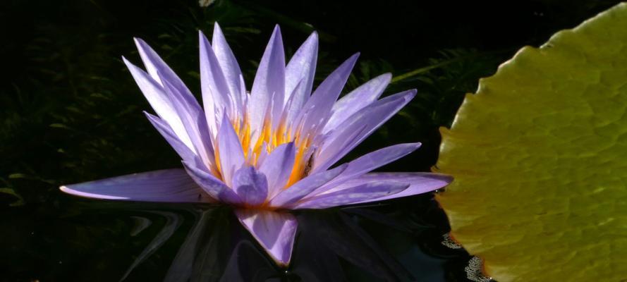 睡莲开花的花语与寓意（探寻睡莲花的开放时刻与美丽内涵）