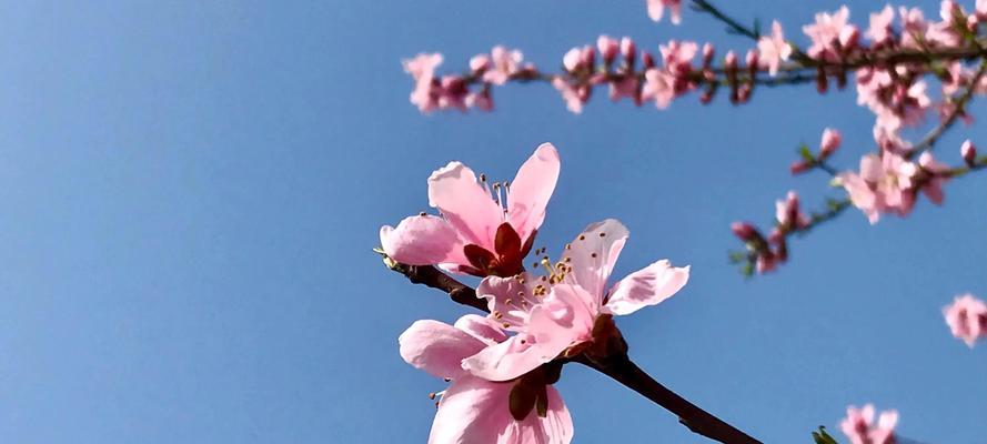 桃花花语和寓意（揭秘桃花的美丽花语与深刻寓意）