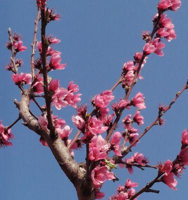 桃花花语和寓意（揭秘桃花的美丽花语与深刻寓意）
