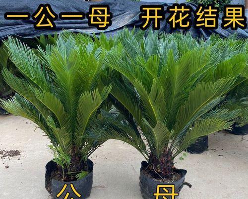 铁树的象征意义与代表（探索铁树的神秘魅力）