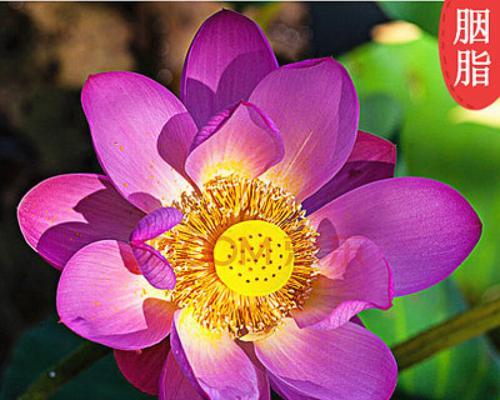 碗莲花的花语与寓意（一朵含情脉脉的花朵）