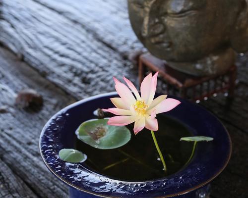 碗莲花的花语与寓意（一朵含情脉脉的花朵）