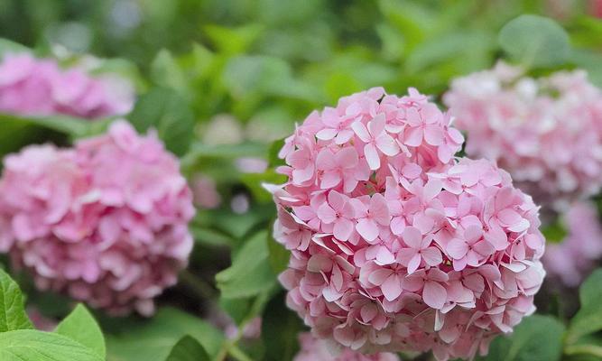 《无尽夏的花语与寓意》（探寻花卉语言背后的情感与祝福）