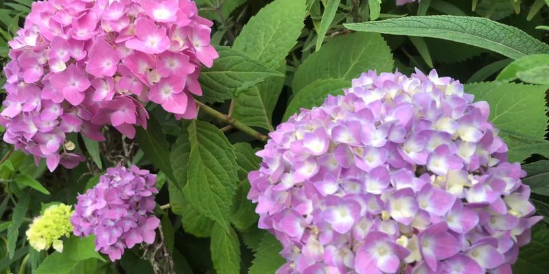 《无尽夏的花语与寓意》（探寻花卉语言背后的情感与祝福）