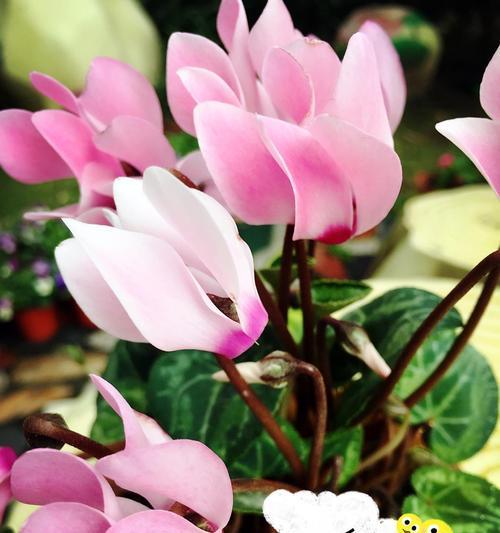 以仙客来的花语与寓意（探索花语中的神秘世界）