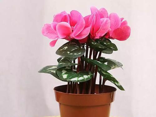 以仙客来的花语与寓意（探索花语中的神秘世界）