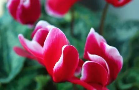 以仙客来的花语—传递美好与祝福（花开富贵）
