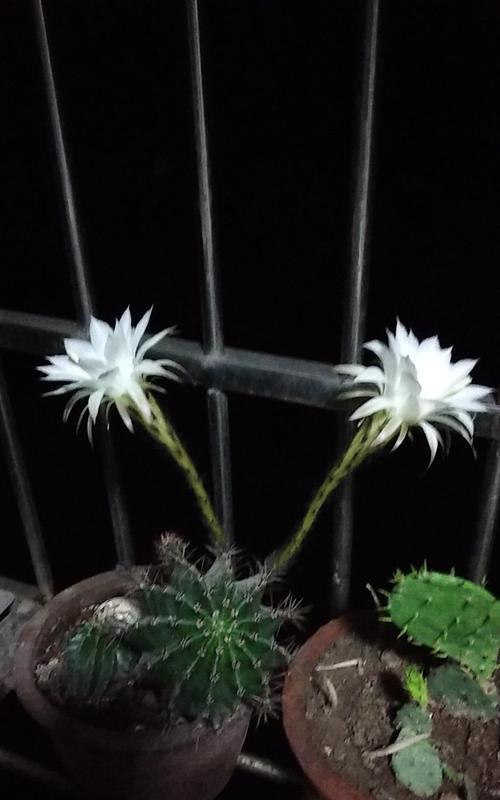 仙人球开花的寓意与兆头（揭开仙人球开花之谜）