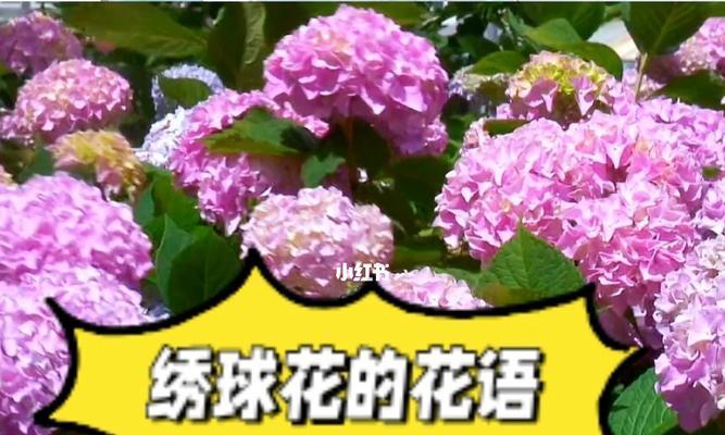 绣球花的花语与寓意（探寻绣球花的美与意义）