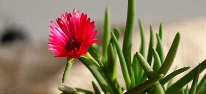 烟花菊（探寻烟花菊花语和寓意）