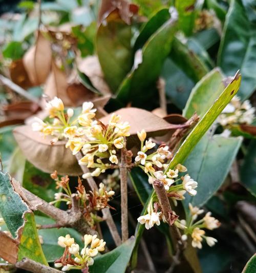 以一抹香开花——花儿的生长与开放（花开是什么意思）