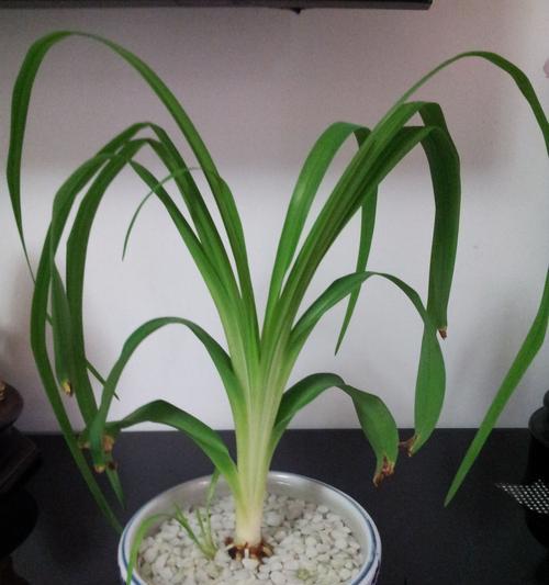 以一抹香开花——花儿的生长与开放（花开是什么意思）