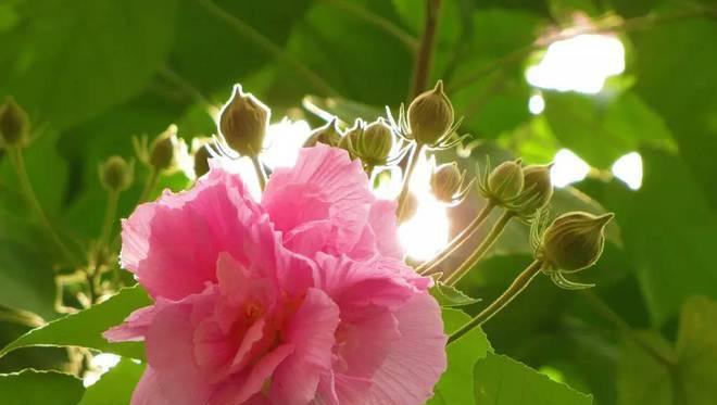 宜宾市花黄桷兰的象征意义（揭示宜宾市花黄桷兰的文化内涵和美学价值）