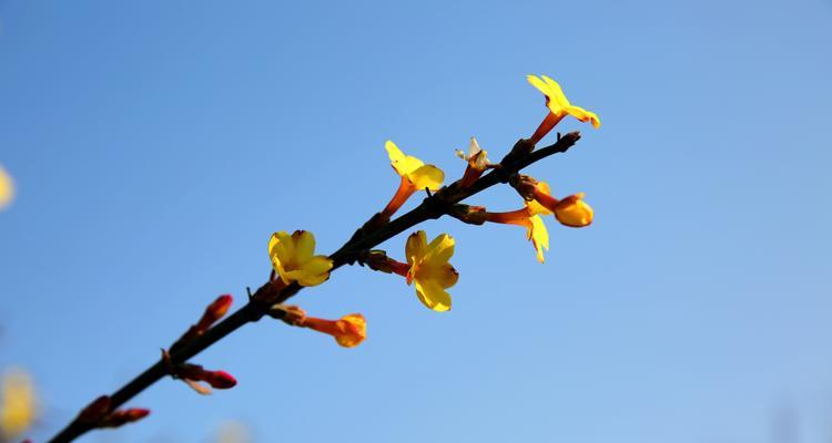 春天的使者——迎春花的花语和代表意义（迎春花传递的积极正能量和美好祝愿）