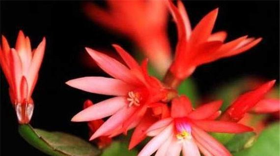蟹爪兰花语大揭秘（探寻蟹爪兰的花语及其深层意义）