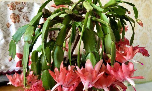 蟹爪兰花语大揭秘（探寻蟹爪兰的花语及其深层意义）